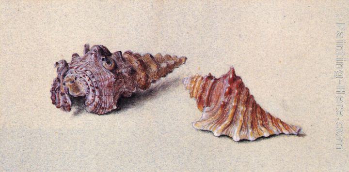 John Ruskin Study of Two Shells